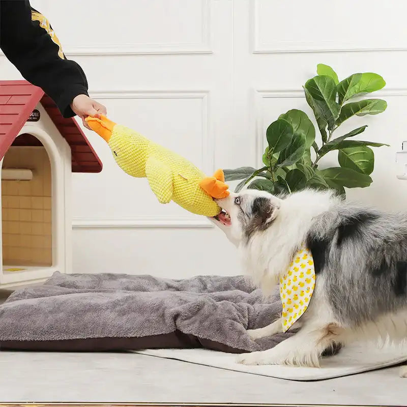 ChewChirp™ - Quack Duck Toy (50% DISCOUNT)