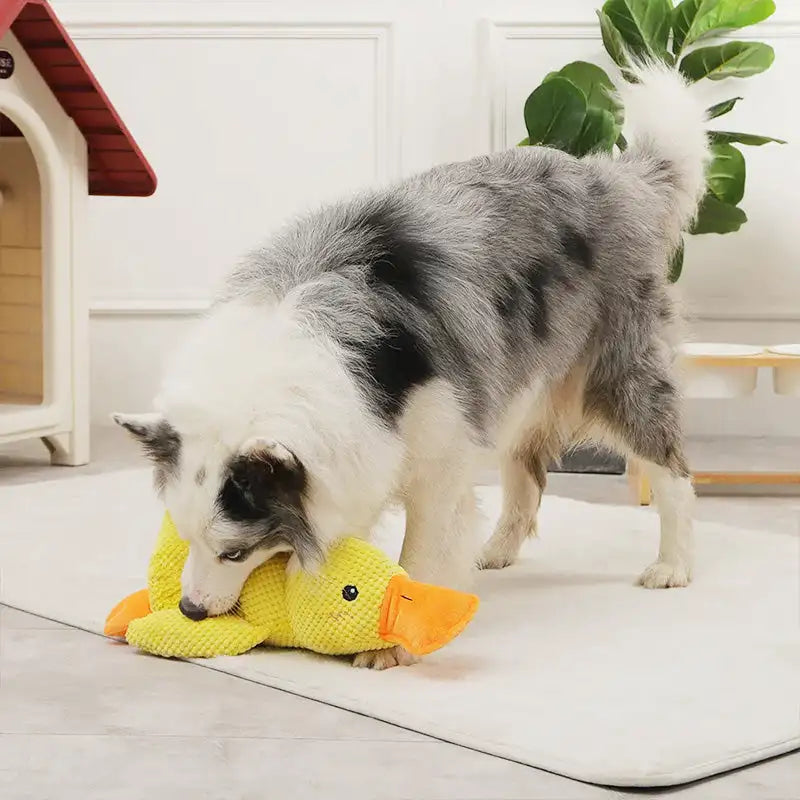 ChewChirp™ - Quack Duck Toy (50% DISCOUNT)