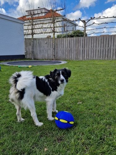 FurryFlyer™ - The Disc Ball for Dogs 1+1 FREE